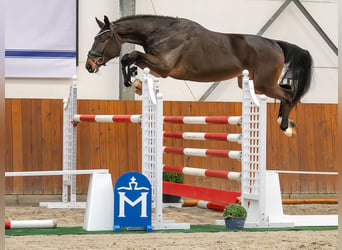 Caballo de salto Oldenburgo, Semental, 2 años, Castaño