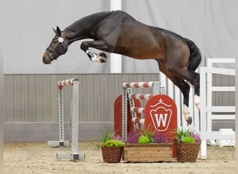 Caballo de salto Oldenburgo, Semental, 2 años, Castaño