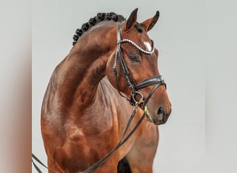 Caballo de salto Oldenburgo, Semental, 2 años, Castaño