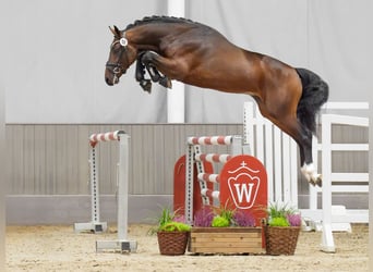 Caballo de salto Oldenburgo, Semental, 2 años, Castaño