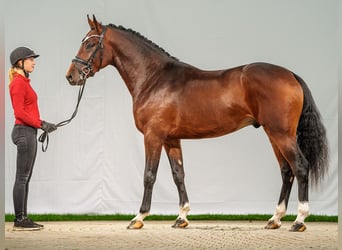 Caballo de salto Oldenburgo, Semental, 2 años, Castaño