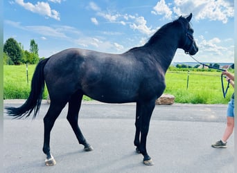 Caballo de salto Oldenburgo, Semental, 2 años, Tordillo negro