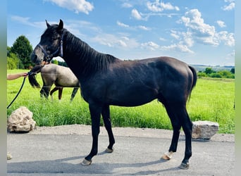 Caballo de salto Oldenburgo, Semental, 2 años, Tordillo negro