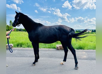 Caballo de salto Oldenburgo, Semental, 2 años, Tordillo negro