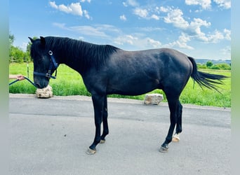 Caballo de salto Oldenburgo, Semental, 2 años, Tordillo negro