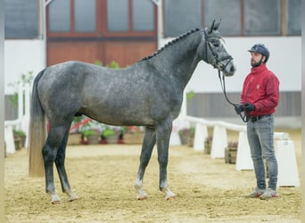 Caballo de salto Oldenburgo, Semental, 2 años, Tordo