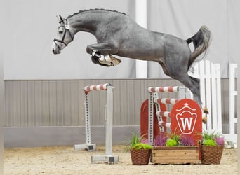 Caballo de salto Oldenburgo, Semental, 2 años, Tordo