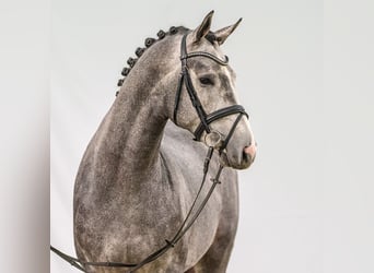 Caballo de salto Oldenburgo, Semental, 2 años, Tordo