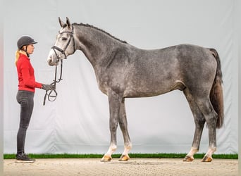 Caballo de salto Oldenburgo, Semental, 2 años, Tordo