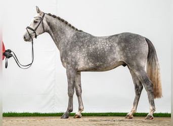 Caballo de salto Oldenburgo, Semental, 2 años, Tordo