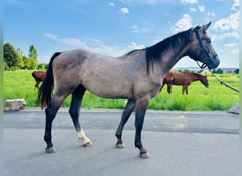 Caballo de salto Oldenburgo, Semental, 2 años, Tordo