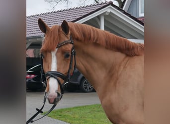 Caballo de salto Oldenburgo, Semental, 3 años, 158 cm, Alazán