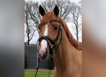 Caballo de salto Oldenburgo, Semental, 3 años, 158 cm, Alazán