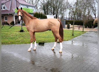 Caballo de salto Oldenburgo, Semental, 3 años, 158 cm, Alazán