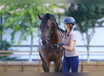 Caballo de salto Oldenburgo, Semental, 3 años, 160 cm, Castaño oscuro