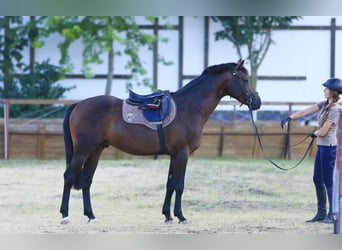 Caballo de salto Oldenburgo, Semental, 3 años, 160 cm, Castaño oscuro