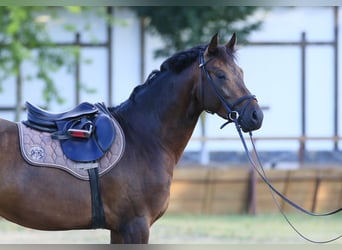 Caballo de salto Oldenburgo, Semental, 3 años, 160 cm, Castaño oscuro