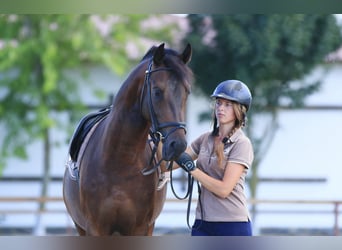 Caballo de salto Oldenburgo, Semental, 3 años, 160 cm, Castaño oscuro