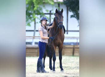 Caballo de salto Oldenburgo, Semental, 3 años, 160 cm, Castaño oscuro