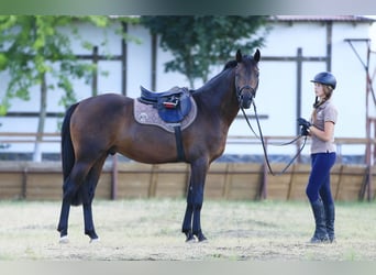 Caballo de salto Oldenburgo, Semental, 3 años, 160 cm, Castaño oscuro