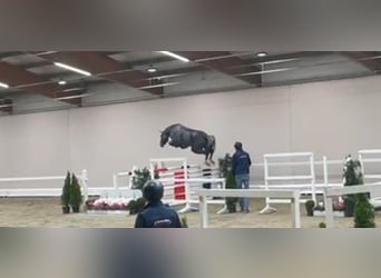 Caballo de salto Oldenburgo, Semental, 3 años, 163 cm, Tordillo negro