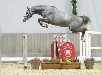 Caballo de salto Oldenburgo, Semental, 3 años, 165 cm, Tordo