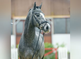 Caballo de salto Oldenburgo, Semental, 3 años, 165 cm, Tordo