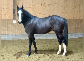 Caballo de salto Oldenburgo, Semental, 3 años, 166 cm, Morcillo