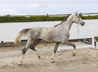 Caballo de salto Oldenburgo, Semental, 3 años, 167 cm, Tordo