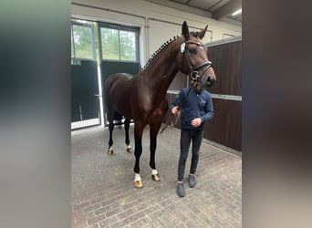 Caballo de salto Oldenburgo, Semental, 3 años, 170 cm, Castaño