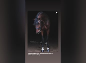 Caballo de salto Oldenburgo, Semental, 3 años, 170 cm, Castaño