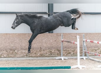 Caballo de salto Oldenburgo, Semental, 3 años, 175 cm, Tordo