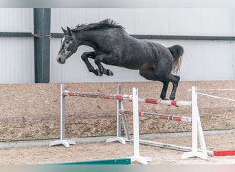 Caballo de salto Oldenburgo, Semental, 3 años, 175 cm, Tordo