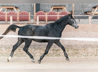 Caballo de salto Oldenburgo, Semental, 3 años, 175 cm, Tordo