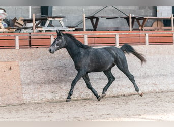 Caballo de salto Oldenburgo, Semental, 3 años, 175 cm, Tordo