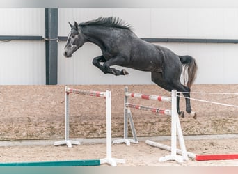 Caballo de salto Oldenburgo, Semental, 3 años, 175 cm, Tordo