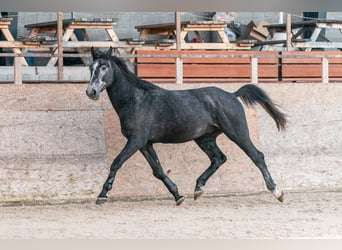 Caballo de salto Oldenburgo, Semental, 3 años, 175 cm, Tordo