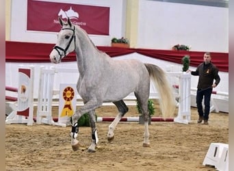 Caballo de salto Oldenburgo, Semental, 3 años, Tordo