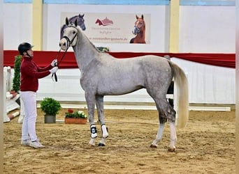 Caballo de salto Oldenburgo, Semental, 3 años, Tordo