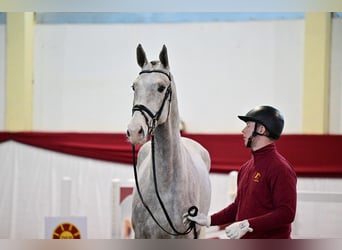 Caballo de salto Oldenburgo, Semental, 3 años, Tordo