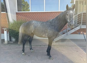 Caballo de salto Oldenburgo, Semental, 3 años, Tordo