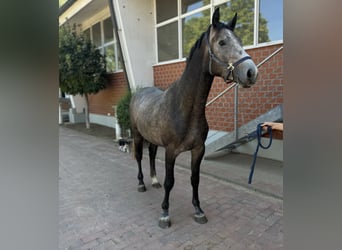 Caballo de salto Oldenburgo, Semental, 3 años, Tordo