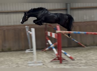 Caballo de salto Oldenburgo, Semental, 4 años, 168 cm, Negro