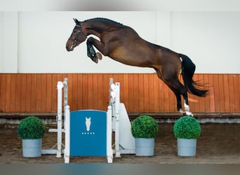 Caballo de salto Oldenburgo, Semental, 4 años, 173 cm, Castaño oscuro