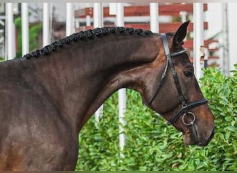 Caballo de salto Oldenburgo, Semental, 4 años, 173 cm, Castaño oscuro