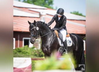 Caballo de salto Oldenburgo, Semental, 5 años, 165 cm, Negro