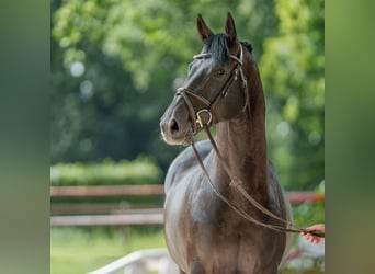 Caballo de salto Oldenburgo, Semental, 5 años, 166 cm, Morcillo