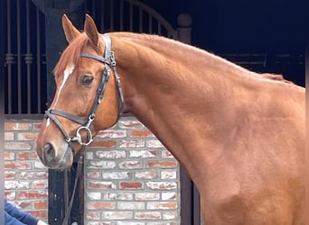 Caballo de salto Oldenburgo, Semental, 7 años, 169 cm, Alazán