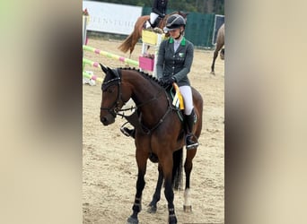 Caballo de salto Oldenburgo, Semental, 7 años, 172 cm, Castaño