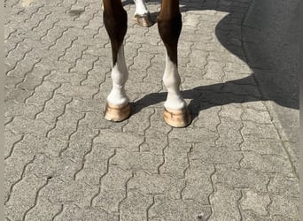 Caballo de salto Oldenburgo, Semental, 8 años, 165 cm, Castaño